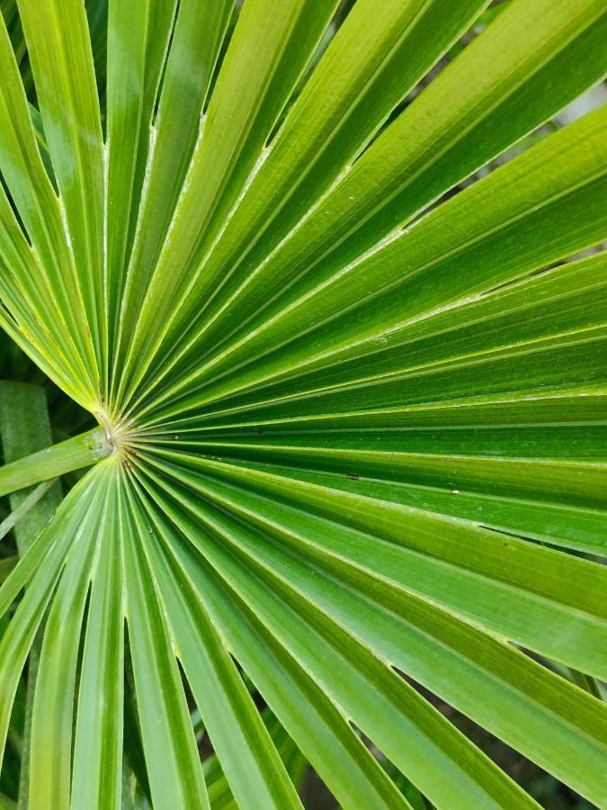 Le Jardin Du Cannet * Bagnols-en-Foret